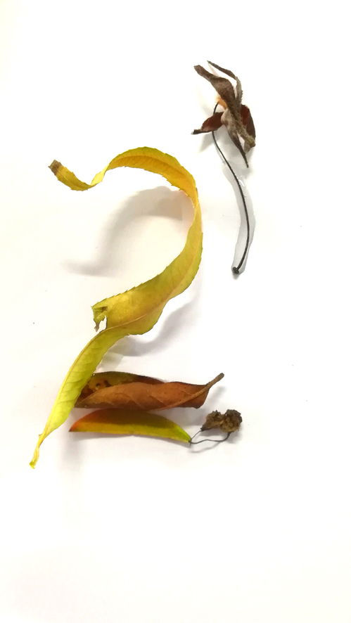 數字設計與多媒體制作 融合創意與技術的藝術新領域